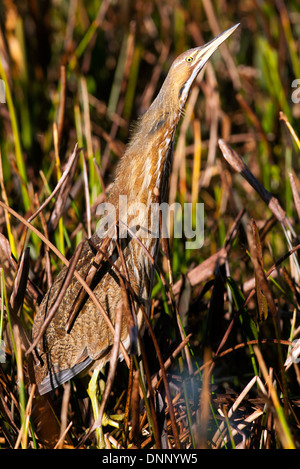 Amerikanische Rohrdommel - grüne Cay Feuchtgebiete - Boynton Beach, Florida USA Stockfoto