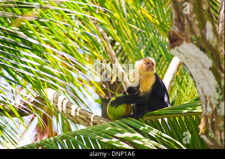 White-faced Capuchin Affen, Costa Rica Stockfoto