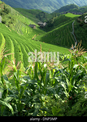 Die Reisterrassen von Longsheng (Lóngshèng Tītián) oder des Drachen Rückgrat Reisterrassen, gelegen in Longsheng County, etwa 100 km her Stockfoto