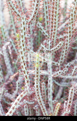 Euphorbia Aeruginosa Kaktus Pflanze. Stockfoto