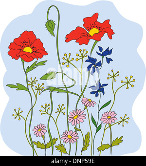 Poppy Flower Stockfoto