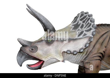 Triceratops Kopf Modell Seitenansicht Stockfoto