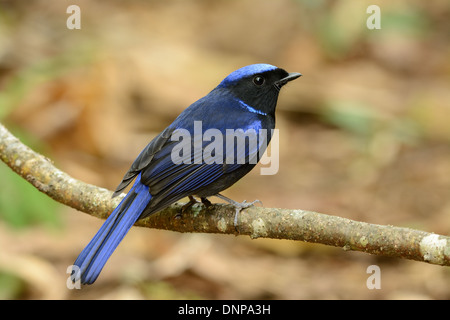 schöne männliche große Niltava (Niltava Grandis) in Thai Wald Stockfoto