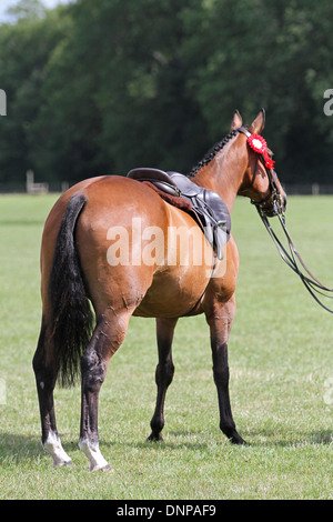 Ein reiterloses Pferd mit eine rote Rosette auf einer lokalen Messe Stockfoto