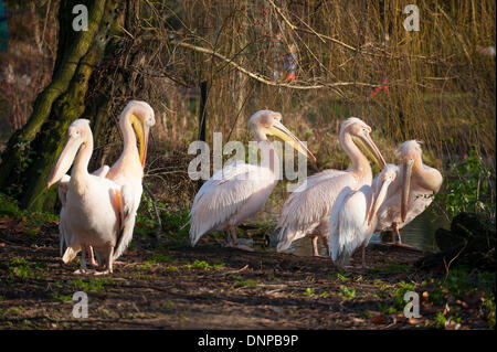 London Zoo, Regents Park, UK. 2. Januar 2013. Die jährliche Bestandsaufnahme der ISS in Gang kommt. Bildnachweis: Malcolm Park Leitartikel/Alamy Live-Nachrichten Stockfoto