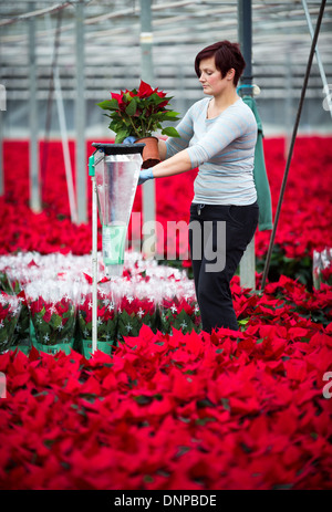 Im Bereich der roten Weihnachtssterne für Weihnachten in Cambridgeshire angebaut. Stockfoto