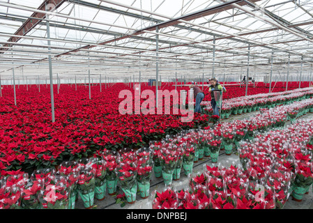 Im Bereich der roten Weihnachtssterne für Weihnachten in Cambridgeshire angebaut. Stockfoto