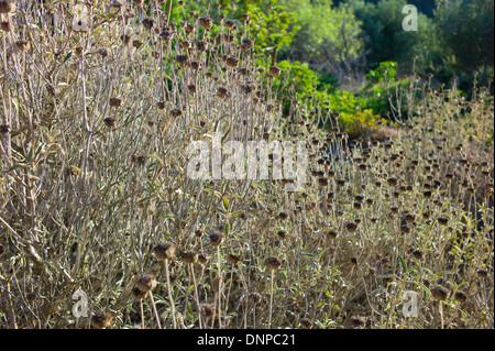 Phlomis Seedheads, Kefalonia, Griechenland Stockfoto