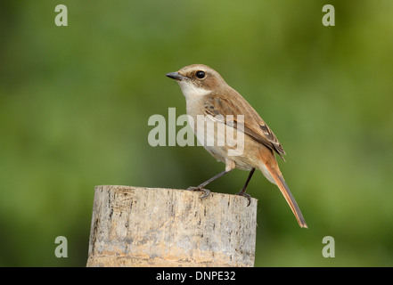 schöne weibliche grau Bushchat (Saxicola Ferreaus) stehen auf Ast Stockfoto