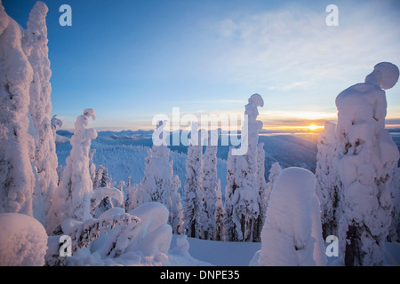 Bäume, Whitefish, Montana, USA bedeckt mit frischem Schnee Stockfoto