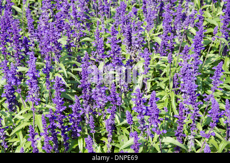 Das Blumenbeet mehlige Salbei Stockfoto