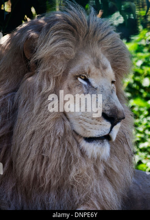 Casper, der weiße Löwe (Panthera Leo) männlich, Isle Of Wight Zoo, Sandown, Isle Of Wight, Hampshire, England Stockfoto