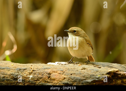 schöne weibliche grau Bushchat (Saxicola Ferreaus) stehen auf Ast Stockfoto