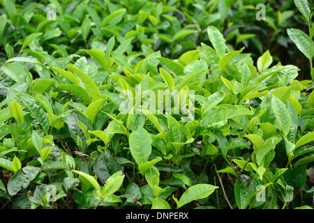 Teepflanze oder Teestrauch Stockfoto