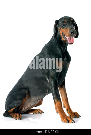 Dobermann vor weißem Hintergrund Stockfoto