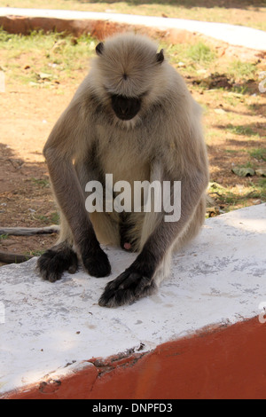 Graue Languren oder Hanuman-Languren Stockfoto