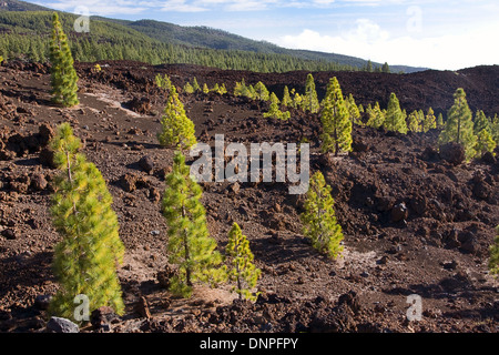 Kanarische Kiefer (Pino Canario) wächst auf vulkanischem Boden nr den Teide Stockfoto