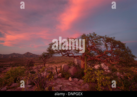 Ein Elefant Baum (Bursera Microphylla) und Cardon Kaktus (Pachycereus Pringlei) sind Arm in Arm bei Sunet. Baja, Mexiko. Herbst Stockfoto