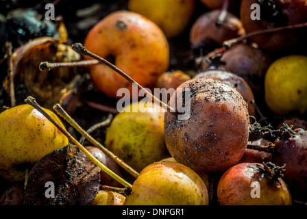 Gefallenen Holzäpfel (Sorte Evereste) liegen am Boden im Winter. Stockfoto