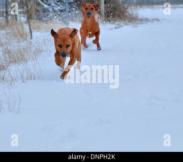 Paar Rhodesian Ridgeback Hunde laufen in einem schneebedeckten Feld Stockfoto