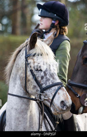 Traditionellen Boxing Day treffen sich bei Upton Haus Warwickshire, England Stockfoto