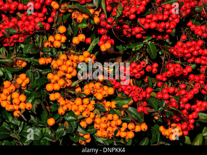 Rote und gelbe Kalifornien Weihnachten Beeren (Heteromeles Arbutifolia - Sorte 'Davis Gold') mit dunkelgrünen Blättern Stockfoto