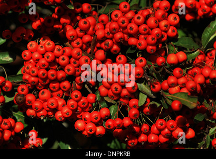 Rot Kalifornien Weihnachten Beeren (Heteromeles Arbutifolia) mit dunkelgrünen Blättern wächst auf einem Zaun Stockfoto