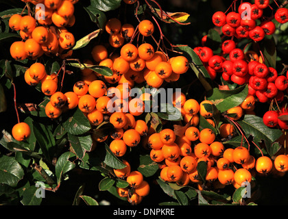 Rote und gelbe Kalifornien Weihnachten Beeren (Heteromeles Arbutifolia - Sorte 'Davis Gold') mit dunkelgrünen Blättern Stockfoto