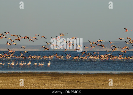 Kolonie von rosa Flamingos in Lake Abbe in Dschibuti, Horn von Afrika Stockfoto