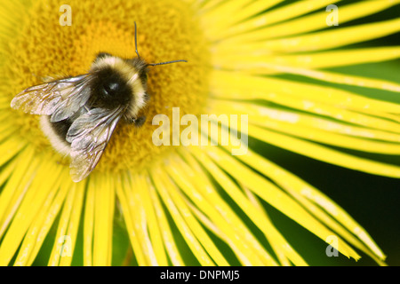 Bumble Bee Bombus lucorum Stockfoto