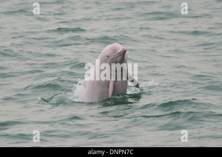 Indo-Pazifik Buckel-Delphin (Sousa Chinensis), verletzt. Hong Kong, Pearl River Delta. Stockfoto