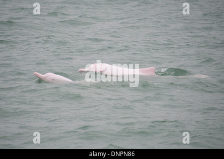 Indo-Pazifik Humpback Delphine, einschließlich "Ringo" (Sousa Chinensis), auftauchen. Hong Kong, Pearl River Delta. Stockfoto