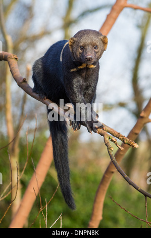 Tayra (Eira Barbara) Stockfoto