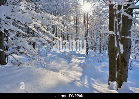 Winterwald mit Sonne, Grafenau, Lusen, National Park Bayerischer Wald, Bayern, Deutschland Stockfoto