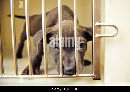 Ein Welpe in Cardiff Hunde zuhause, die eine Zunahme der Aufnahme nach der Weihnachtszeit sieht. Stockfoto