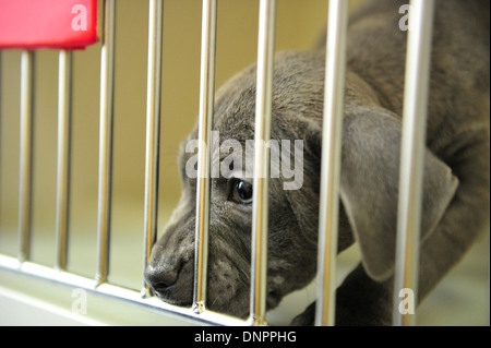 Ein Welpe in Cardiff Hunde zuhause, die eine Zunahme der Aufnahme nach der Weihnachtszeit sieht. Stockfoto