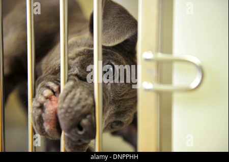 Ein Welpe beißt seinem Käfig in Cardiff Hunde zuhause, die eine Zunahme der Aufnahme nach der Weihnachtszeit sieht. Stockfoto