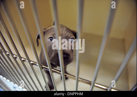 Ein Welpe in Cardiff Hunde zuhause, die eine Zunahme der Aufnahme nach der Weihnachtszeit sieht. Stockfoto