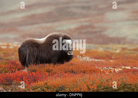 Weibliche Moschusochsen (Ovibos Moschatus) in Herbst Tundra, Dovrefjell-Sunndalsfjella-Nationalpark, Norwegen Stockfoto