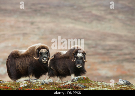 Moschusochsen (Ovibos Moschatus), in Herbst Tundra, Dovrefjell-Sunndalsfjella-Nationalpark, Norwegen Stockfoto