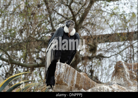 Andenkondor (Vultur Kondor) in den Zoo von Quito, Ecuador Stockfoto