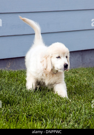 Platin farbige Golden Retriever Welpen (10 Wochen). Stockfoto