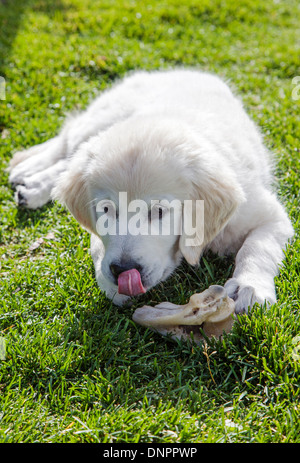 Humorvolle Foto von Platinum farbige Golden Retriever Welpen (13 Wochen) mit Zunge heraus. Stockfoto