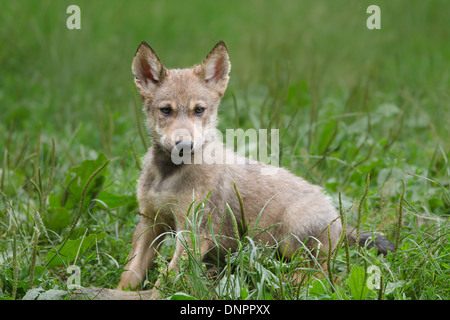 Timber Wolf Cub (Canis Lupus LYKAON) in Game Reserve, Bayern, Deutschland Stockfoto