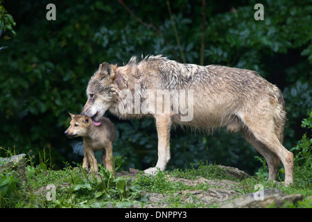 Timber Wolf (Canis Lupus LYKAON), Erwachsene mit Cub, Game Reserve, Bayern, Deutschland Stockfoto