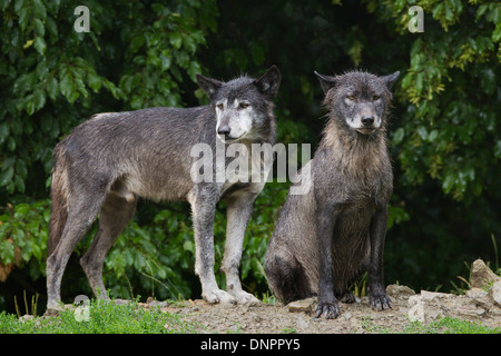 Timber Wolf (Canis Lupus LYKAON) im Regen, Game Reserve, Bayern, Deutschland Stockfoto