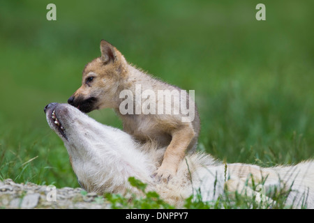 Timber Wolf (Canis Lupus LYKAON), Erwachsene mit Cub spielen, Game Reserve, Bayern, Deutschland Stockfoto