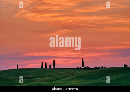 Zypressen mit Sonnenuntergang Himmel. Pienza, Provinz Siena, Val D´Orcia, Toskana, Italien. Stockfoto