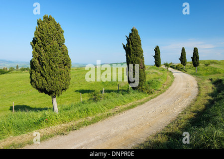 Bäumen gesäumt Straße mit Zypressen. Val D´Orcia, Toskana, Siena Provinz, Mittelmeerraum, Italien. Stockfoto