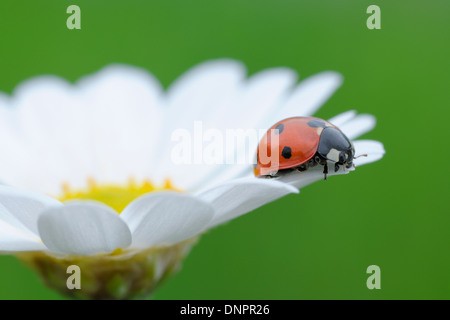 Sieben Spot-Marienkäfer (Coccinella Septempunctata) auf Leucanthemum (Leucanthemum Vulgare) auf grünem Hintergrund. Bayern, Deutschland. Stockfoto
